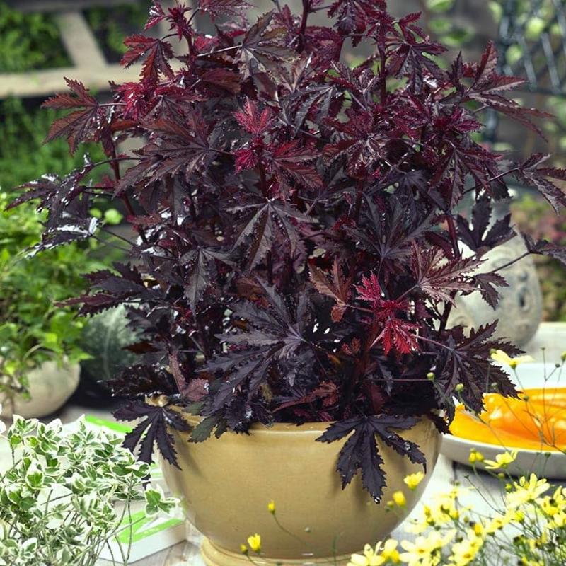 Hibiscus mahogany splendor - червенолист хибискус (1528)
